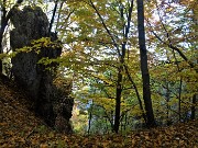 33 Faggi colorati d'autunno